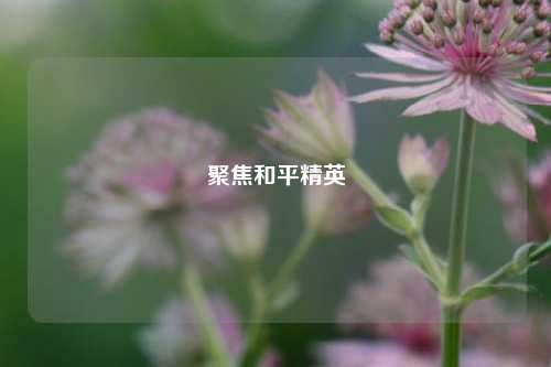 聚焦和平精英