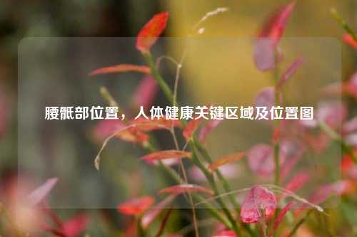 腰骶部位置,人体健康关键区域及位置图
