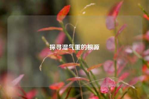 探寻湿气重的根源