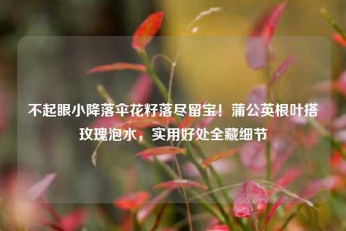 不起眼小降落伞花籽落尽留宝！蒲公英根叶搭玫瑰泡水，实用好处全藏细节