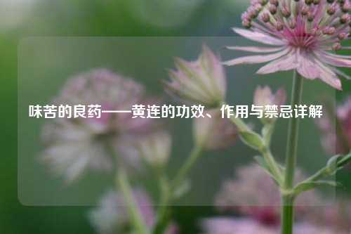 味苦的良药——黄连的功效、作用与禁忌详解