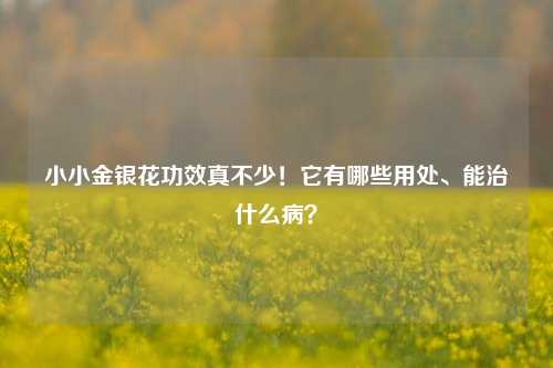 小小金银花功效真不少！它有哪些用处、能治什么病？