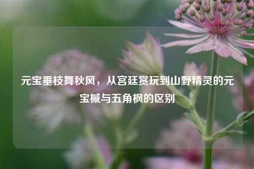 元宝垂枝舞秋风，从宫廷赏玩到山野精灵的元宝槭与五角枫的区别